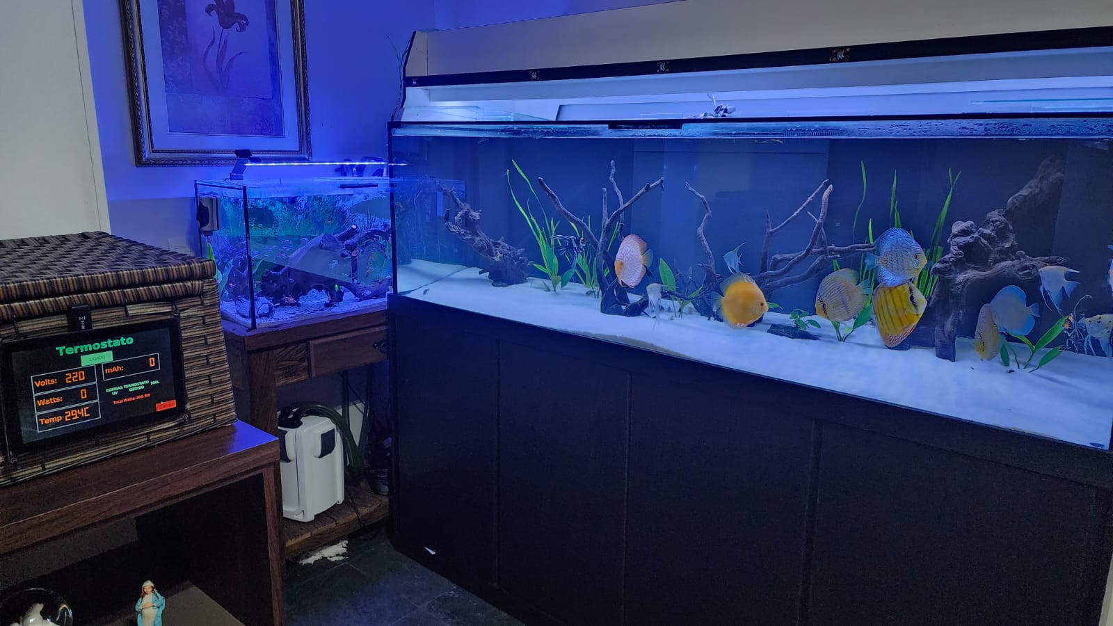 800 gallon sale fish tank